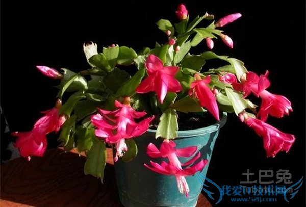 蟹爪兰的养殖方法和注意事项 蟹爪兰的养殖方法和注意事项