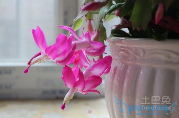 蟹爪兰的养殖方法和注意事项 蟹爪兰的养殖方法和注意事项