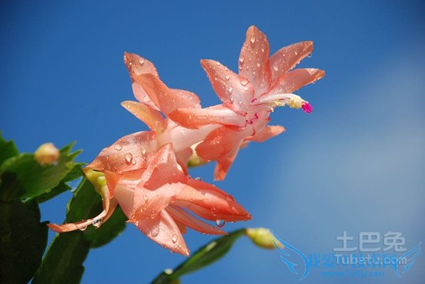 蟹爪兰的养殖方法和注意事项 蟹爪兰的养殖方法和注意事项