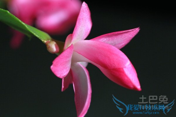 蟹爪兰的养殖方法和注意事项 蟹爪兰的养殖方法和注意事项