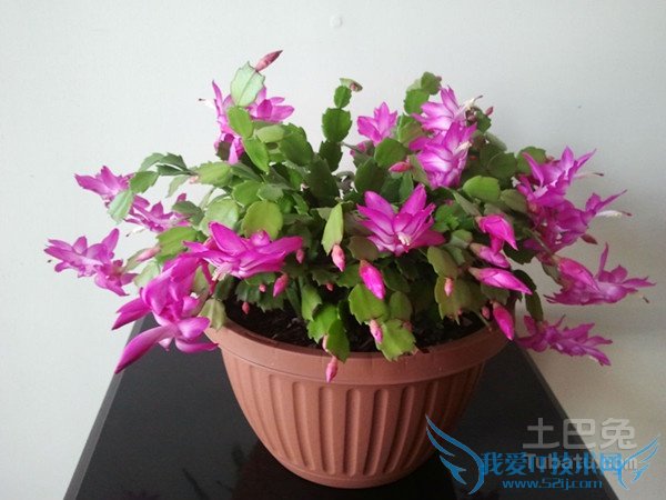 蟹爪兰的养殖方法和注意事项 蟹爪兰的养殖方法和注意事项