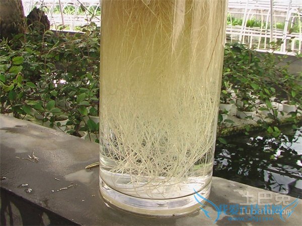 水培花卉催根 水培花卉催根