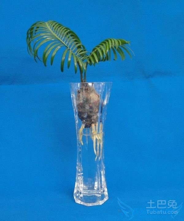 水培花卉催根 水培花卉催根