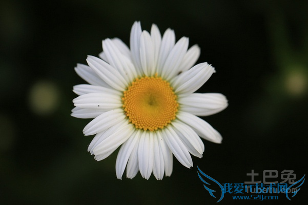 白菊和黄菊的区别