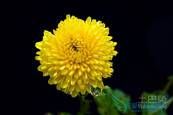 白菊和黄菊的区别