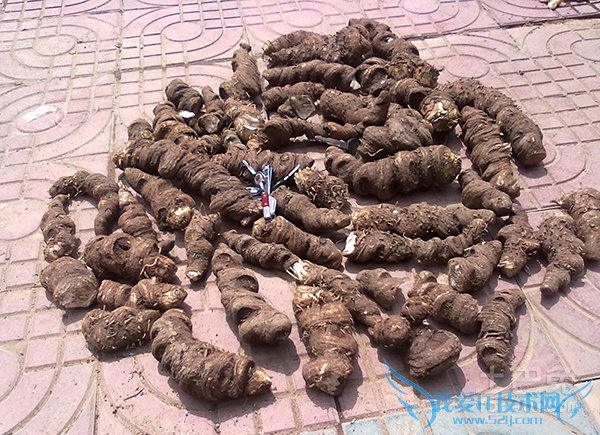 七叶一枝花价格 七叶一枝花价格