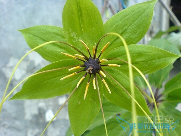 七叶一枝花价格 七叶一枝花价格