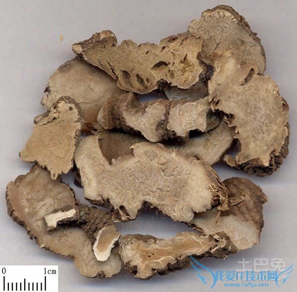 七叶一枝花价格 七叶一枝花价格