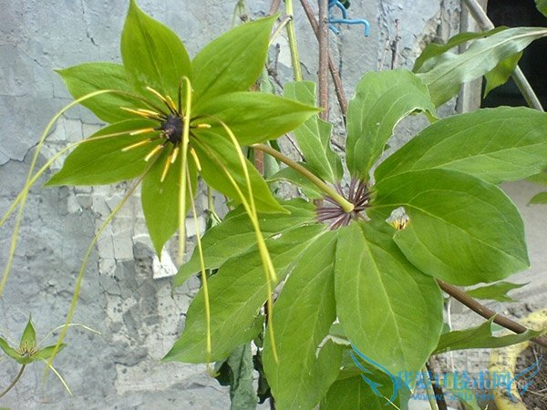 七叶一枝花价格 七叶一枝花价格