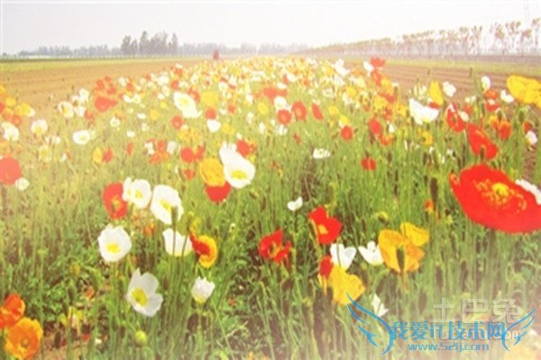 冰岛虞美人种植