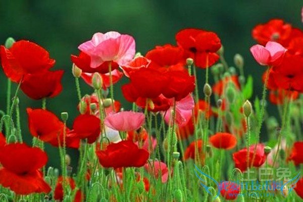 冰岛虞美人种植