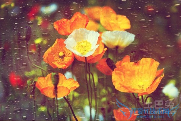 冰岛虞美人种植