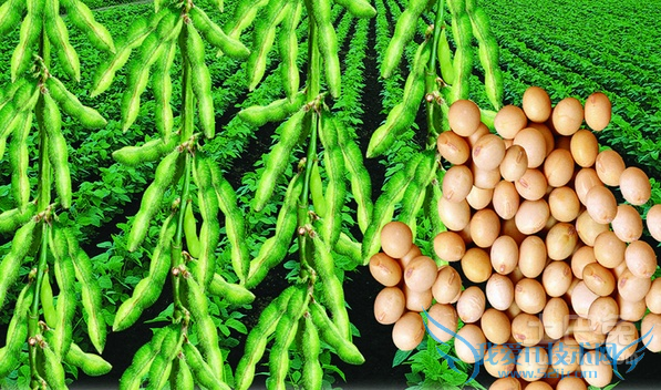 大豆种植 大豆种植