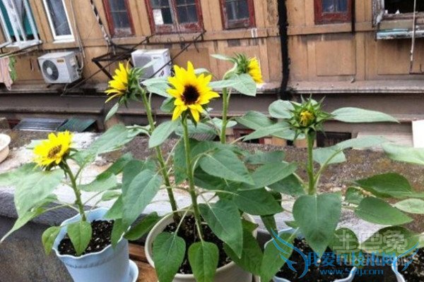 向日葵花期