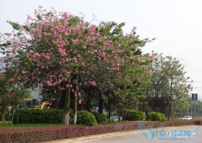 美丽异木棉 美丽异木棉