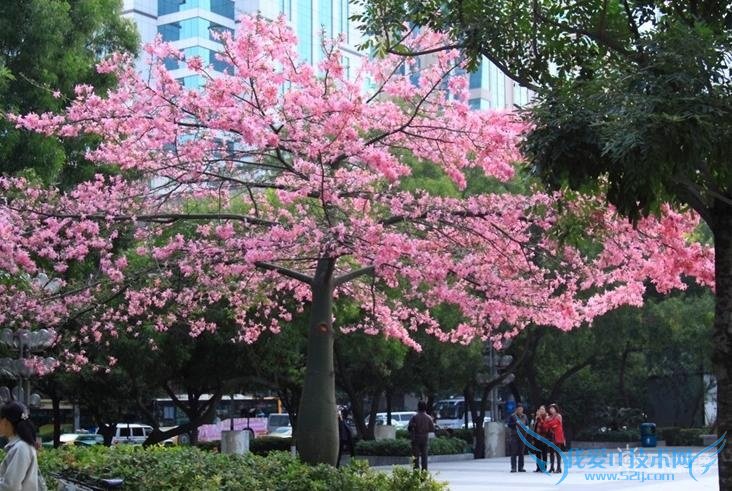 美丽异木棉 美丽异木棉