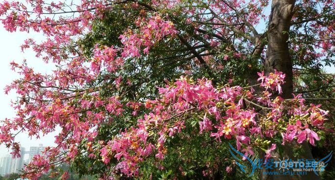 美丽异木棉 美丽异木棉