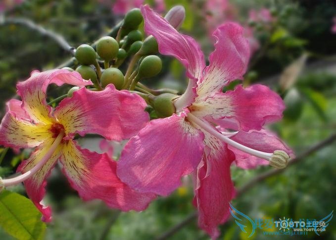 美丽异木棉 美丽异木棉