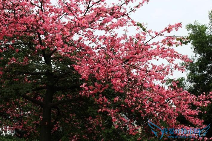 美丽异木棉 美丽异木棉