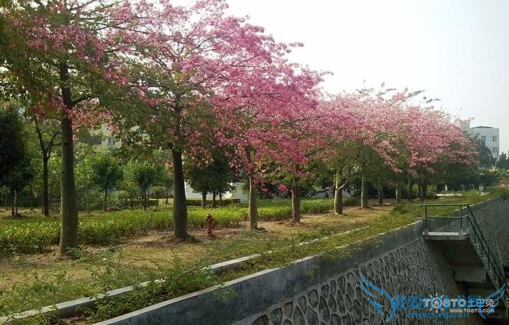 美丽异木棉 美丽异木棉