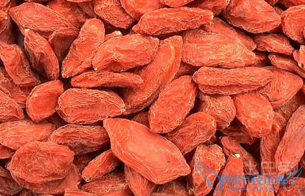 宁夏枸杞子 宁夏枸杞子