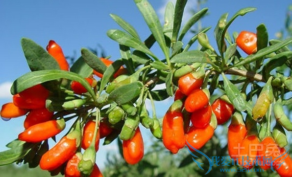 宁夏枸杞子 宁夏枸杞子