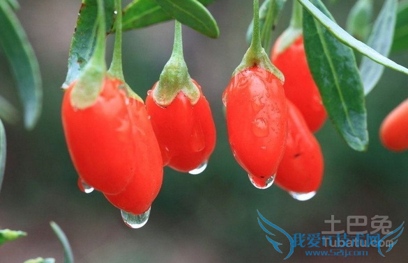 宁夏枸杞子 宁夏枸杞子