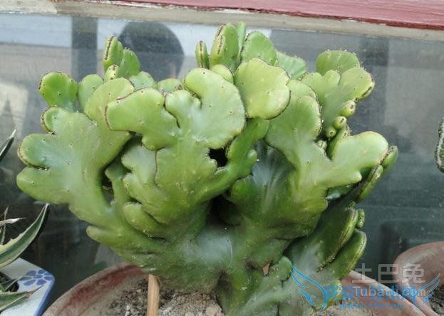 麒麟掌的作用 麒麟掌的作用