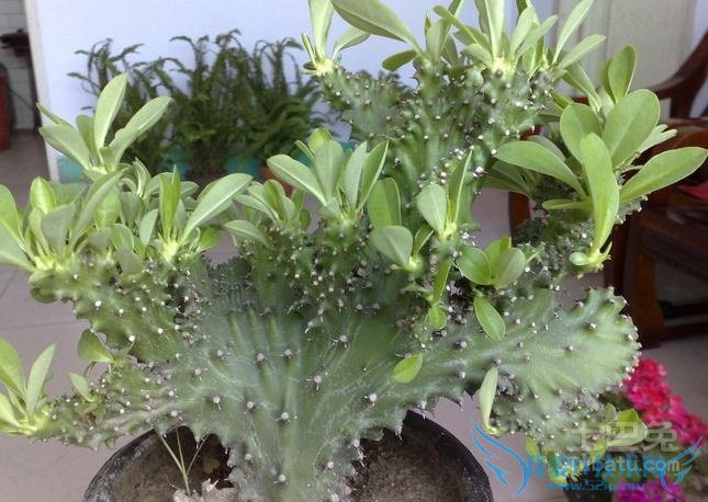 麒麟掌的作用 麒麟掌的作用