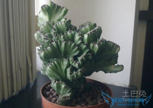 麒麟掌的作用 麒麟掌的作用