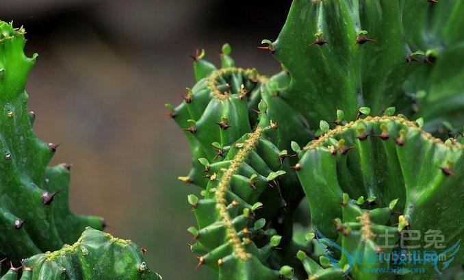 麒麟掌的作用 麒麟掌的作用