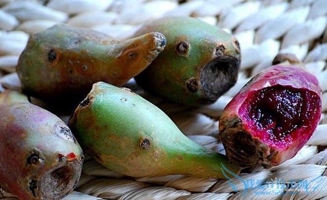 仙人掌果功效 仙人掌果功效