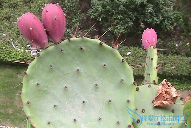 仙人掌果功效 仙人掌果功效