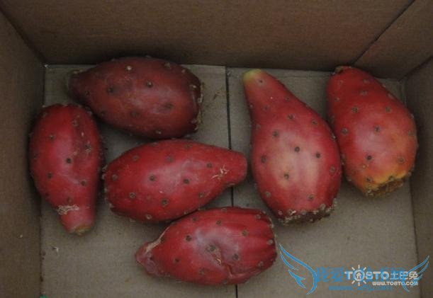 仙人掌果功效 仙人掌果功效