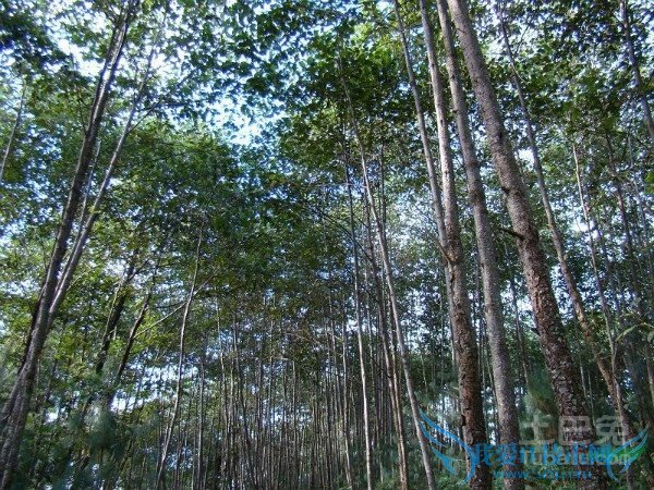 桤木的作用 桤木的作用