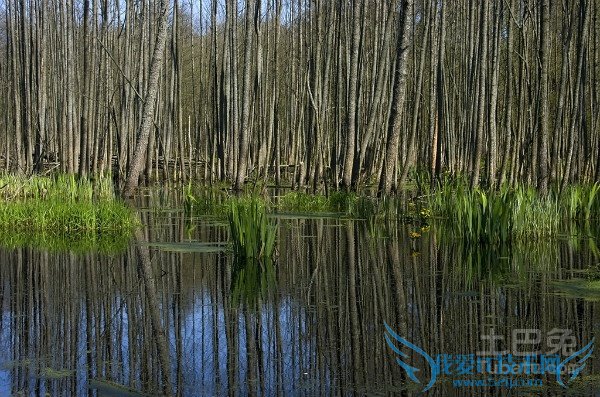 桤木的作用 桤木的作用