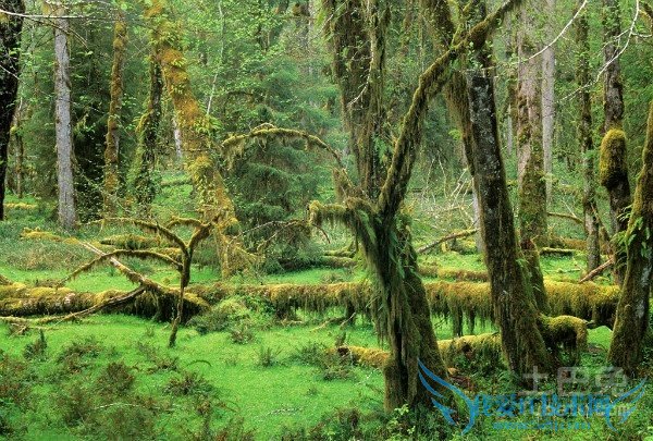 桤木的作用 桤木的作用