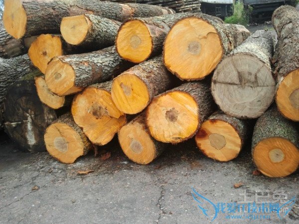 桤木的作用 桤木的作用