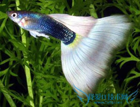 ȸβô? ȸβô?(6пٻָ)