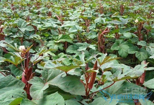 红秋葵的种植方法 红秋葵的种植方法