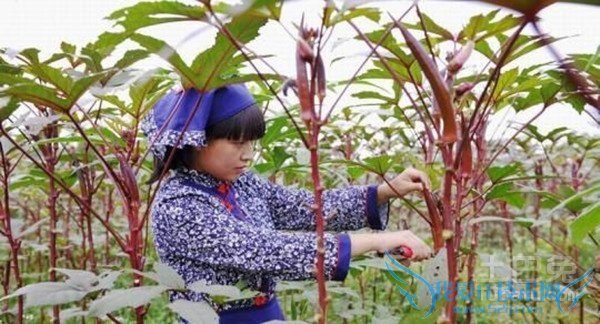 红秋葵的种植方法 红秋葵的种植方法