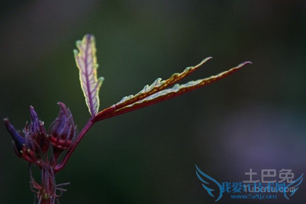 红秋葵的种植方法 红秋葵的种植方法