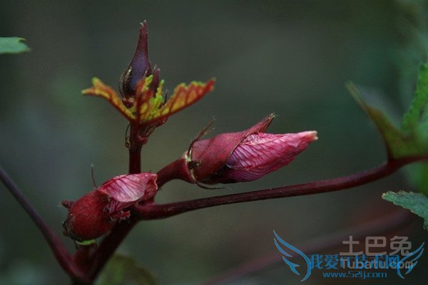 红秋葵的种植方法 红秋葵的种植方法