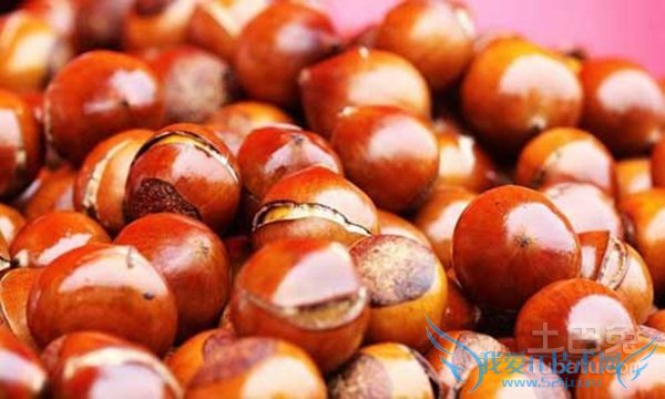 锥栗图片 锥栗图片