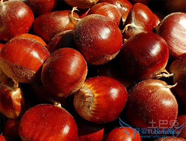 锥栗图片 锥栗图片