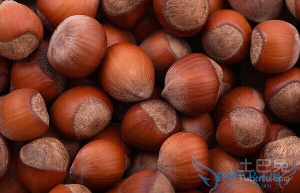 锥栗图片 锥栗图片