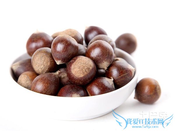 锥栗图片 锥栗图片