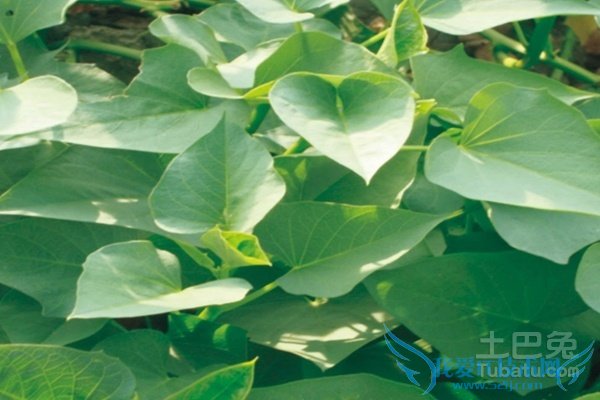 番薯叶种植