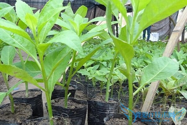 明月草的功效与作用