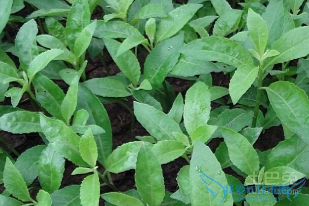 明月草的功效与作用